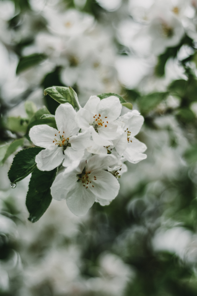 Frühlingsserie – Apfelblüten im Regen 2/12 von Eva Bronzini
