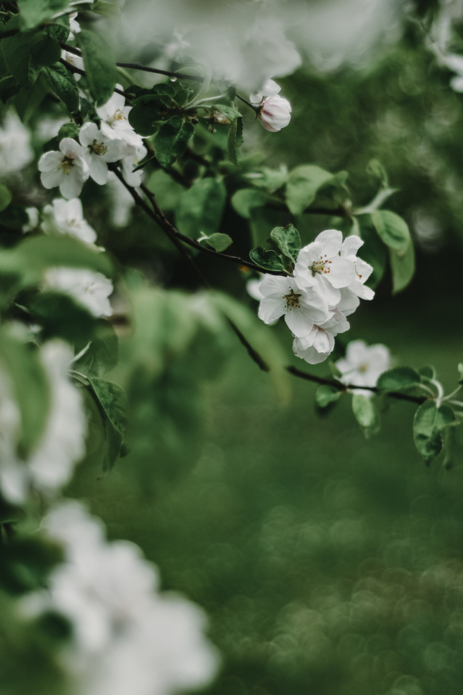 Frühlingsserie – Apfelblüten im Regen 6/12 von Eva Bronzini