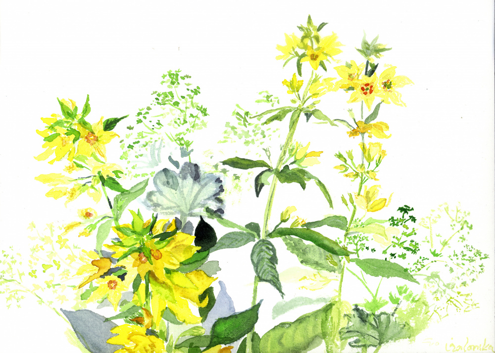 Wildblumen Aus Dem Erzgebirge von Eva Galonska