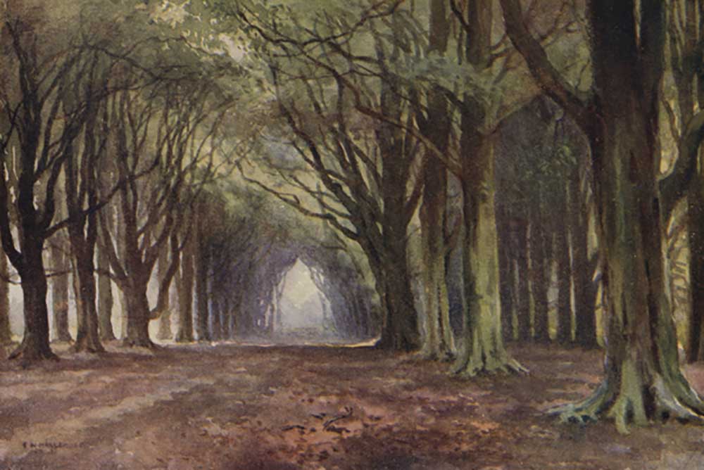 The Beech Avenue, Thoresby von E.W. Haslehust