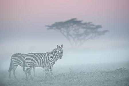 Afrikanischer Nebel