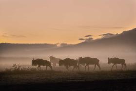 Am frühen Morgen in der Serengeti