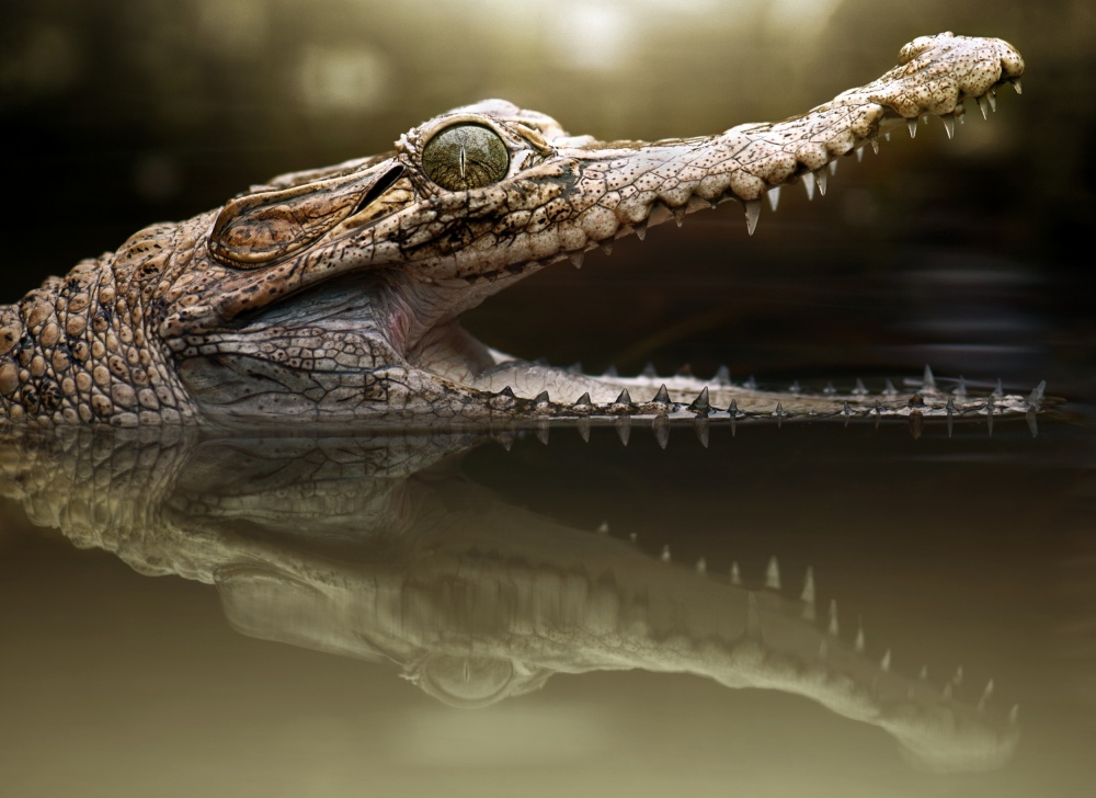 Krokodil von Fahmi Bhs