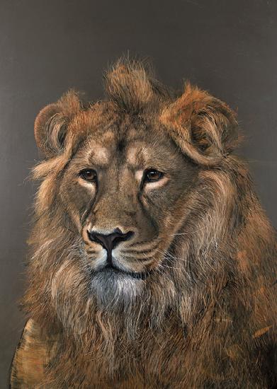 Asiatic Lion 2015