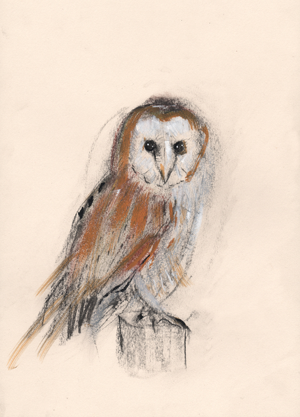 Barn Owl von Faisal Khouja