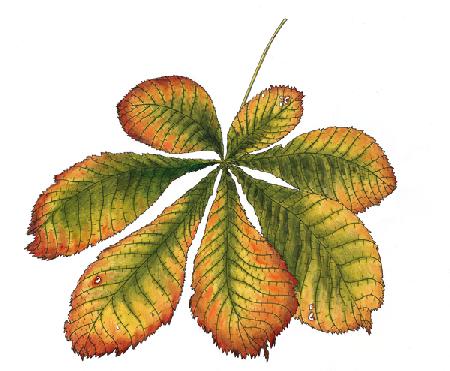 Horse Chestnut leaf 2013