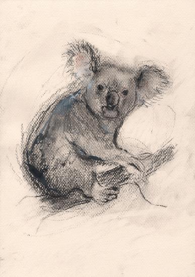 Koala 2013
