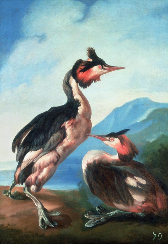A Pair Great Crested Grebes by a Riverbank von Faustino Durante
