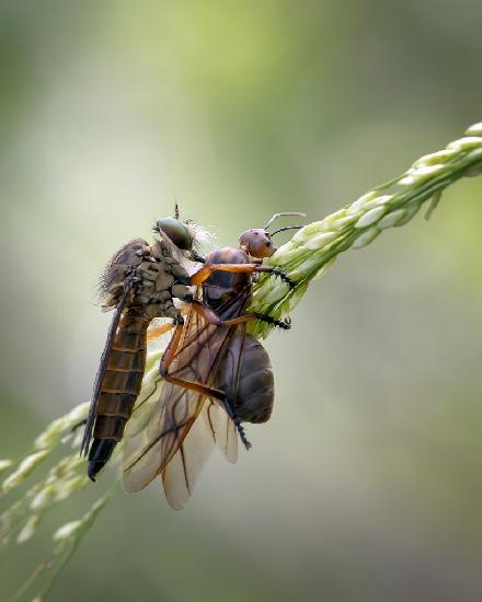 Asilidae und ihre Beute