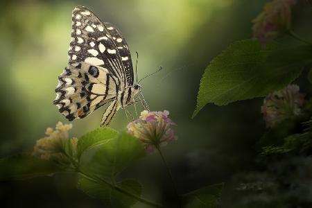 Distelfalter-Schmetterling auf schöner Szene