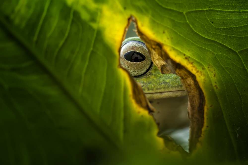 Peeking Frog von Fauzan Maududdin