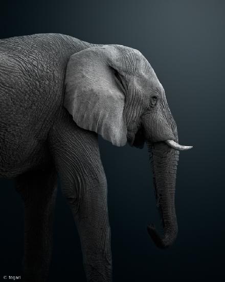 Namibischer Elefant
