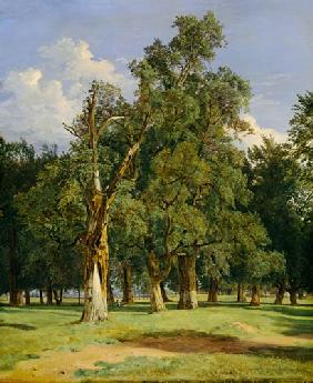 Elm trees in Prater 1831