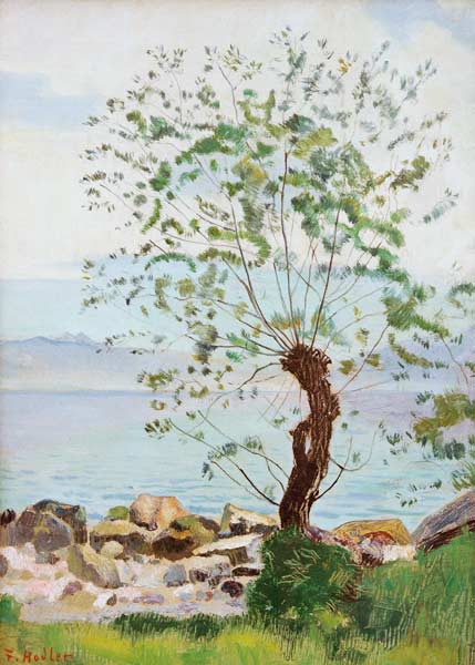 Weidenbaum am See von Ferdinand Hodler