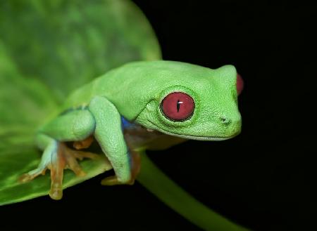 Rotaugenfrosch