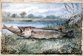An Amazing Incident showing a Jack Pike of 6lbs attempting to swallow a Barbel of 1 3/4lbs found on 1895  on