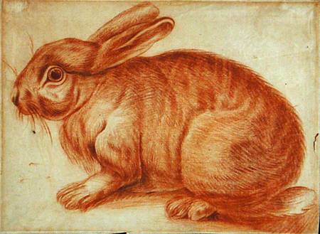 A Rabbit von Flemish School