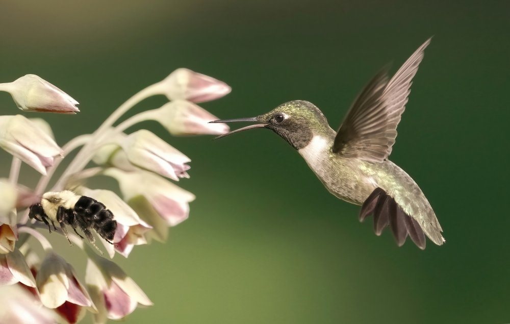 Kolibri in Aktion von Flora Rao