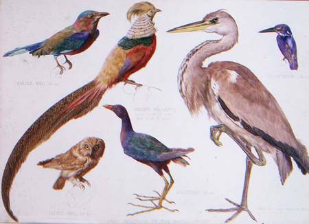 Studies of Birds from the Bootle Museum, Liverpool von Florence Emily Bark