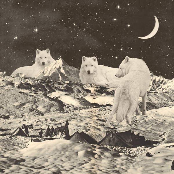 Three Giant White Wolves on Mountains von Florent Bodart