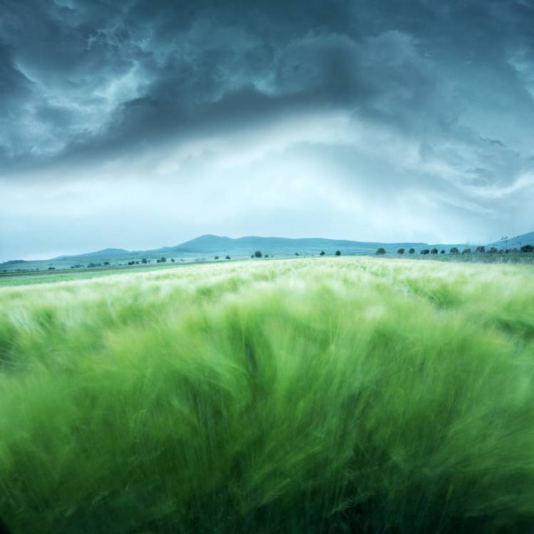 Barley Field von Floriana Barbu