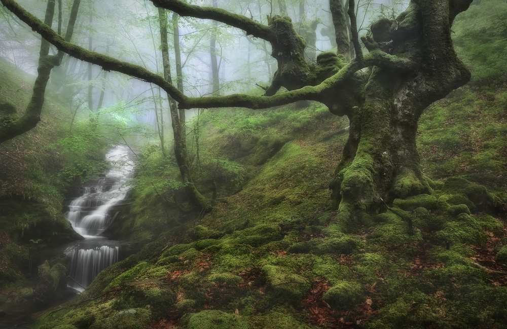 The Enchanted Forest von Fran Osuna
