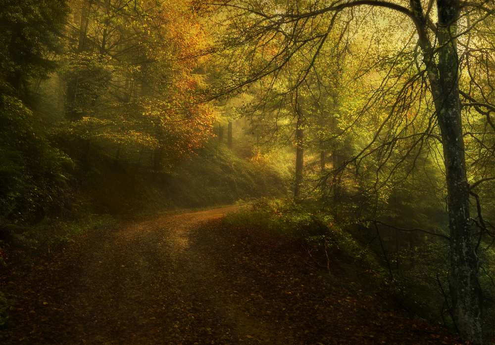 Way in autumn von Fran Osuna