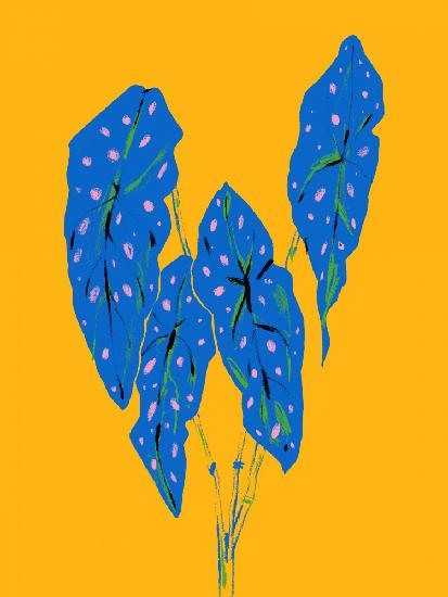 Begonia Maculata Blau und Gelb