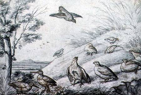 Partridges and Snipe von Francis Barlow