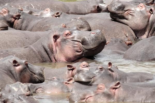 happy Hippopotamus von Franck Camhi
