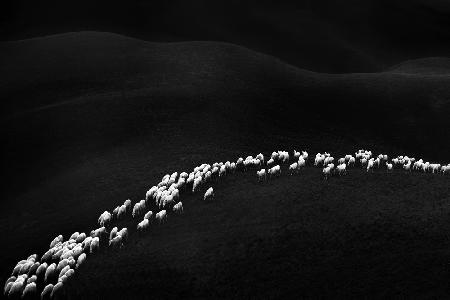 einhundertneunundvierzig weiße Schafe
