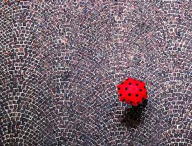 urban ladybug