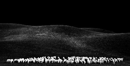 weiße Schafe