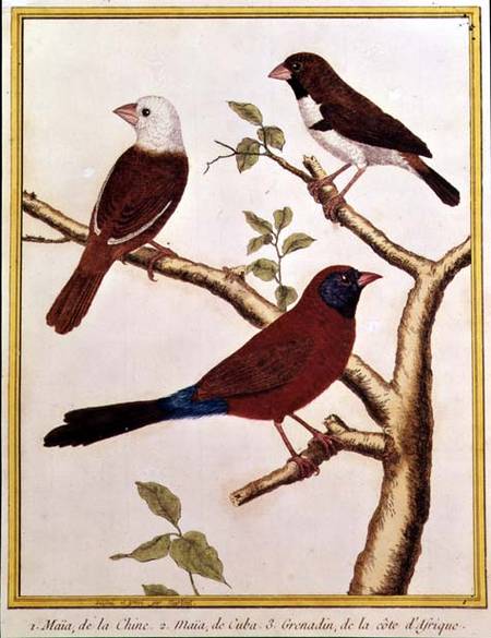 White-headed Munia, Double Coloured Seed Eater and Violet Eared Waxbill von Francois Nicolas Martinet