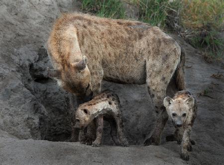 Hyänenfamilie