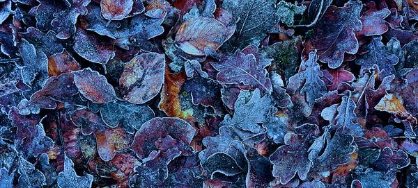 Frosty Leaves von FRANK DERNBACH