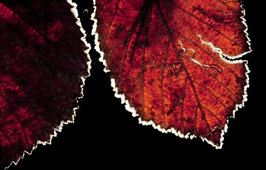 Blätter mit Raureif von Frank Rumpenhorst
