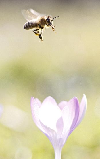 Frühlingsboten - Die Bienen fliegen schon von Frank Rumpenhorst