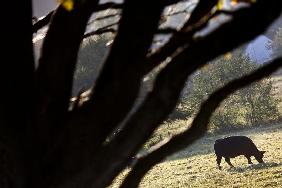 Black Angus-Rind auf einer Weide bei Neu-Anspach