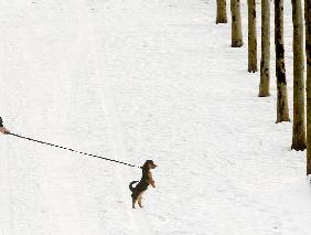 Kleiner Hund im Schnee