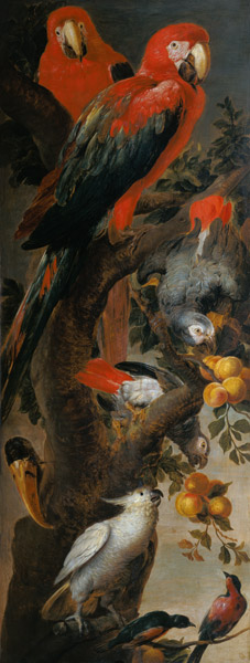 Macaws and Parrots von Frans Snyders