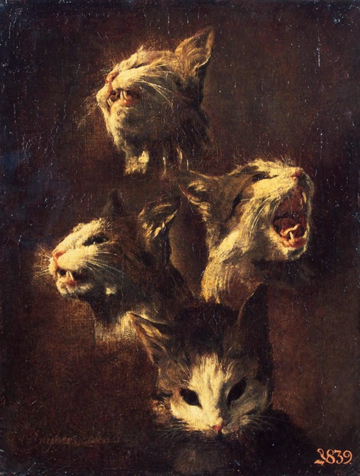 Studien von Katzenköpfe von Frans Snyders
