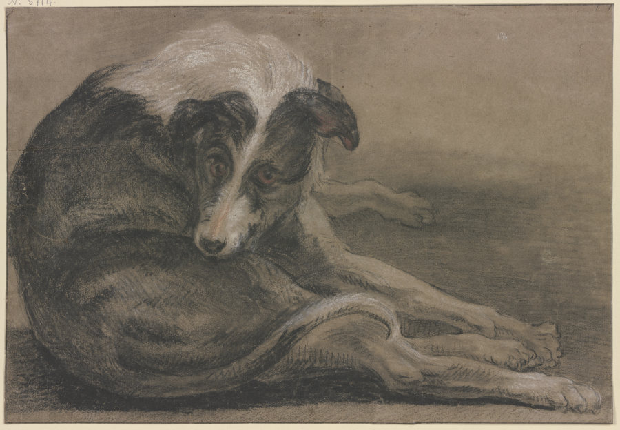 Windhund, liegend von Frans Snyders