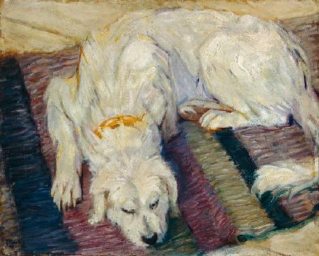 Liegender Hund (Hundeportrait) 1909