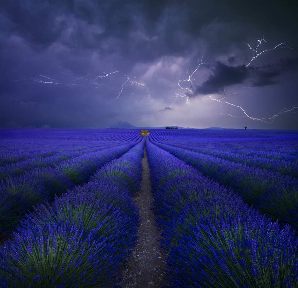 Wetter im Lavendelfeld von Franz Schumacher