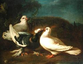Doves 1724