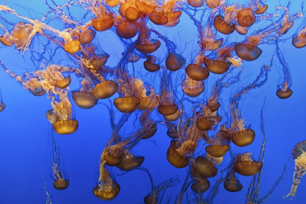 Swarm of Jellyfish von Fred Walker
