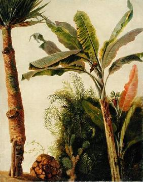 Banana Tree c.1865  ca