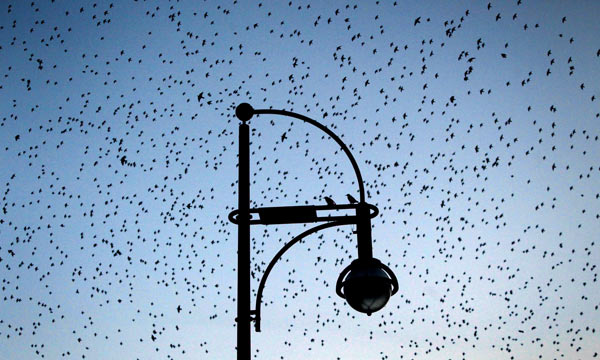 Tausende Stare fliegen am Himmel über Mainz von Fredrik Von Erichsen