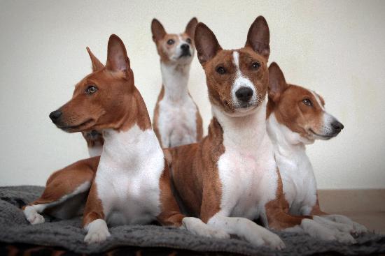 Basenji dogs von Fredrik Von Erichsen